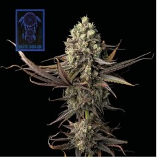 Семена конопли Blue Dream Феминизированные Seedsman seeds